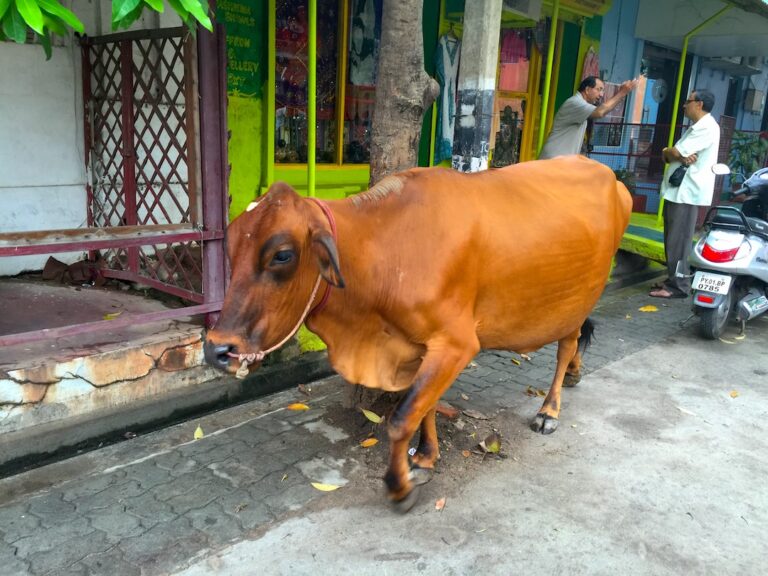 Cow in India